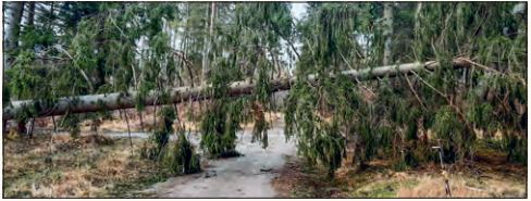 Abb3_EinumgestuerzterBaumblockierthorizontaleineWaldstraße