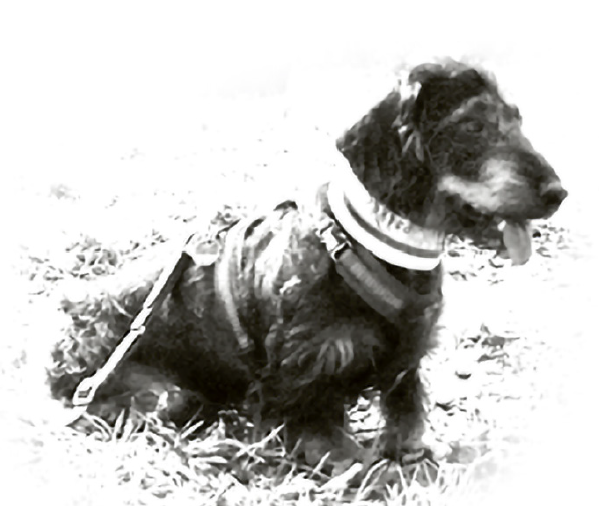 Auf der Jagd mit Herrn Wuttlinger Teil 3 ...