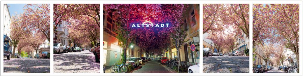 BonnerAltstadtKirschbluetentraumFotoDavidKriesel