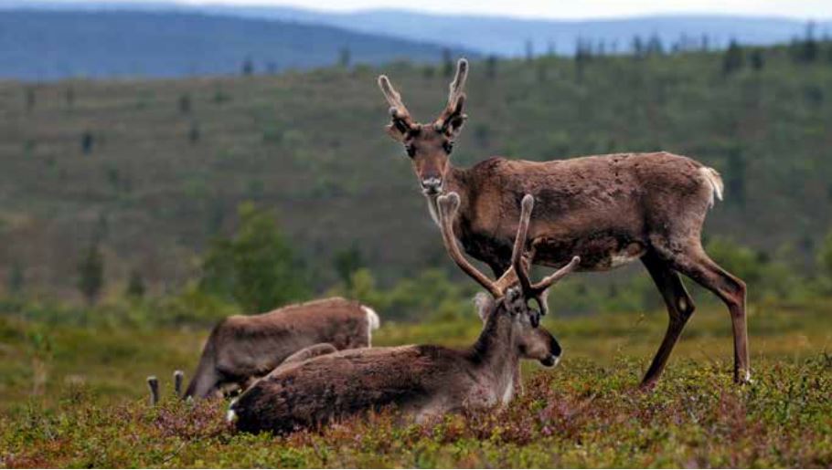 Es muss nicht immer Angular sein