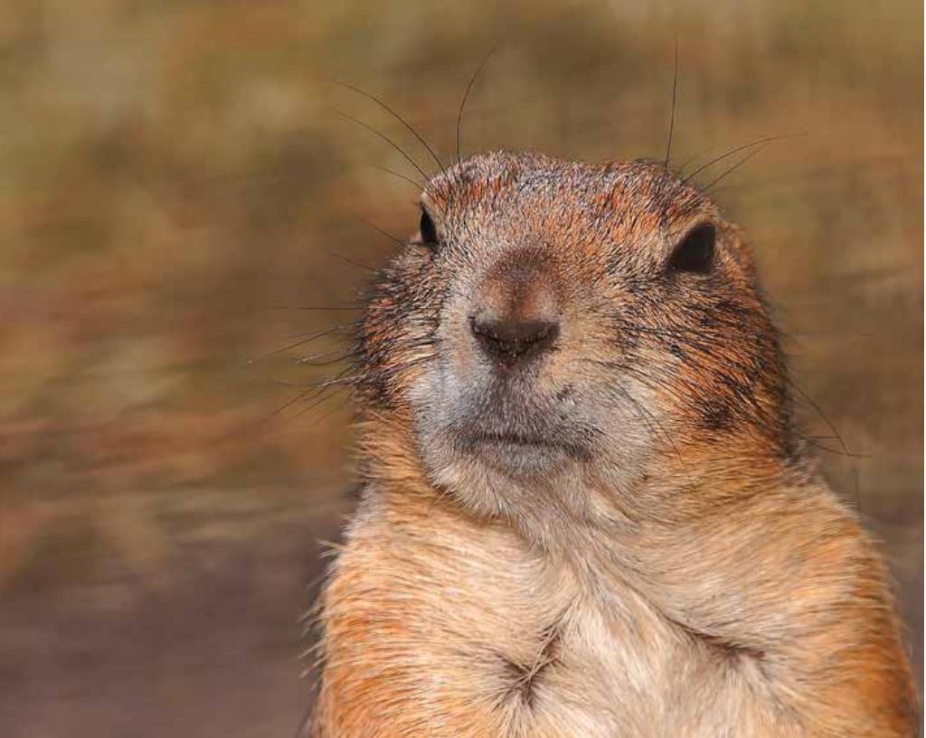 Warum Go? – Teil 2: Einfach gut